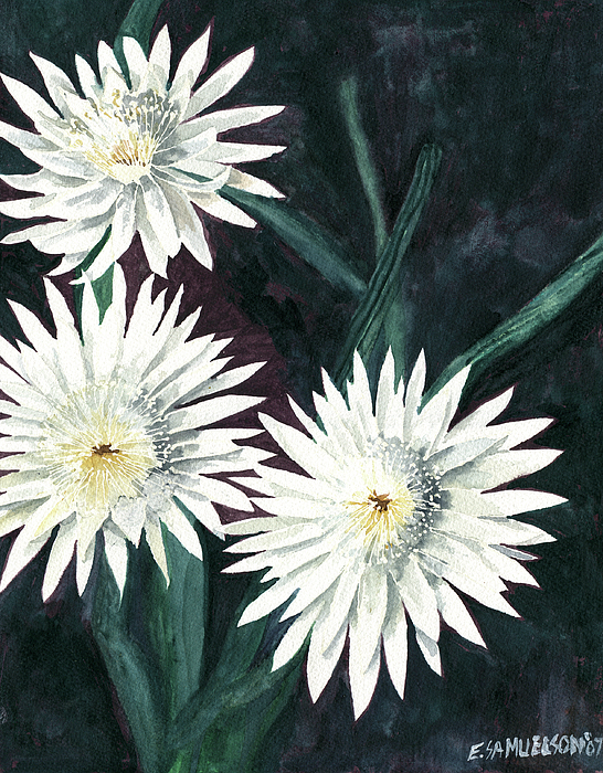 Arizona-Queen of the Night by Eric Samuelson Arizona-Queen of the Night by Eric Samuelson